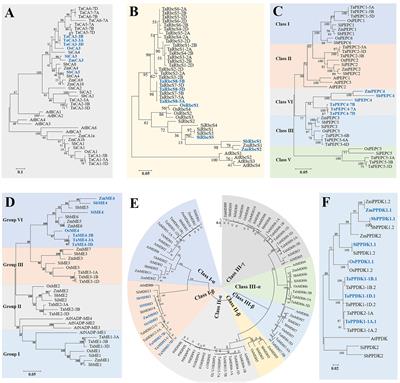 Genome-wide identification and comparative analyses of key genes involved in C4 photosynthesis in five main gramineous crops